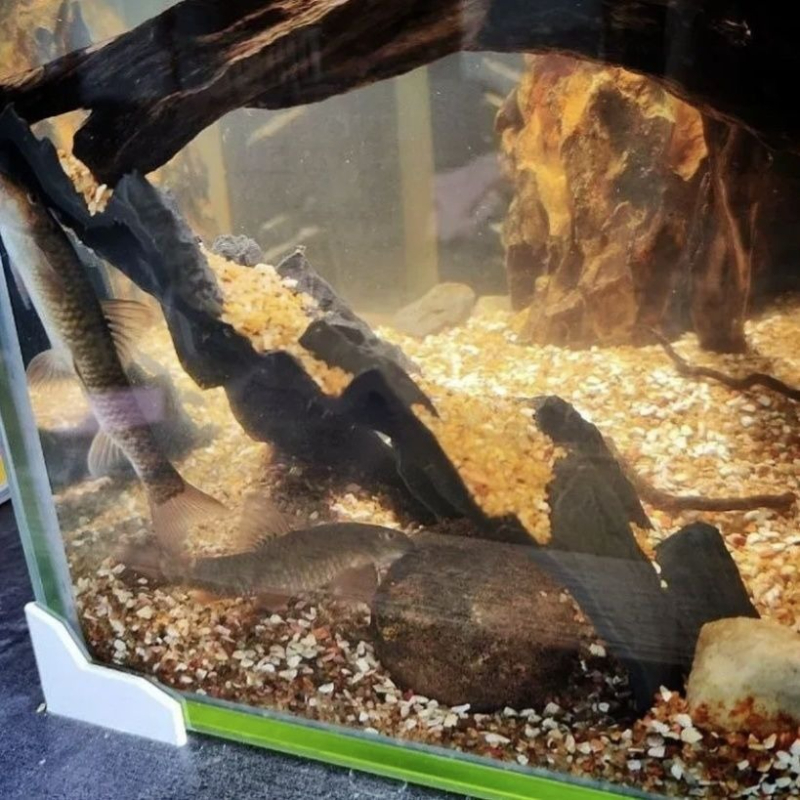 Aquarium Decoration Fish Tank  - Aquarium Fish Parrot avis et prix