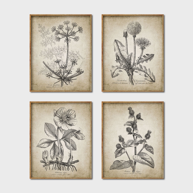 Antique Botanical Posters and  - Live Plant Fertilizer avis et prix
