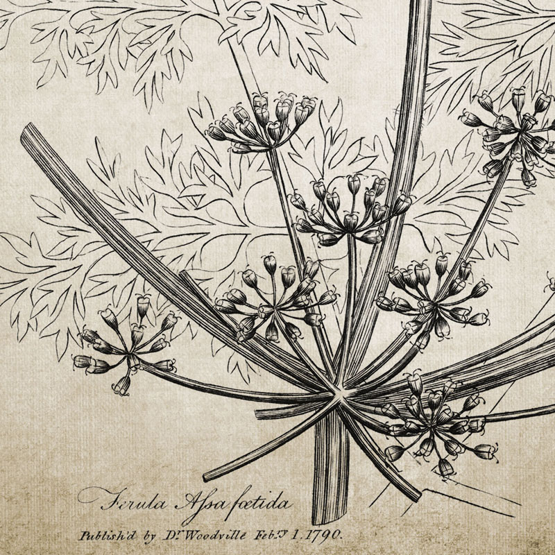 Antique Botanical Posters and  - Live Plant Fertilizer avis et prix