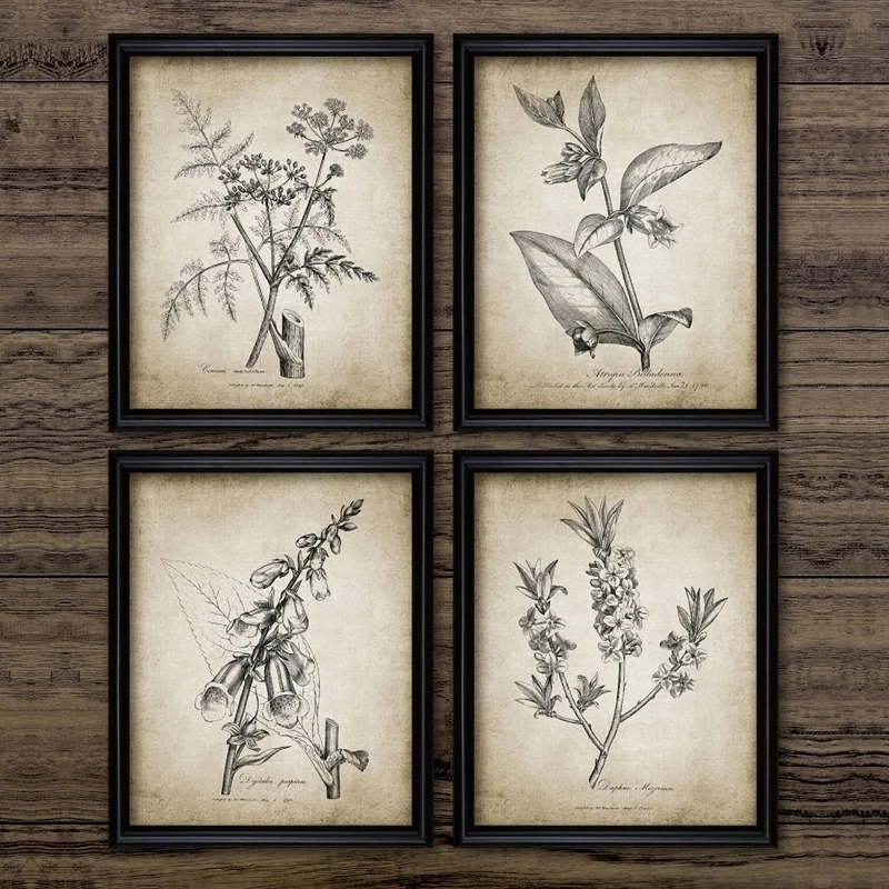 Antique Botanical Posters and  - Live Plant Fertilizer avis et prix