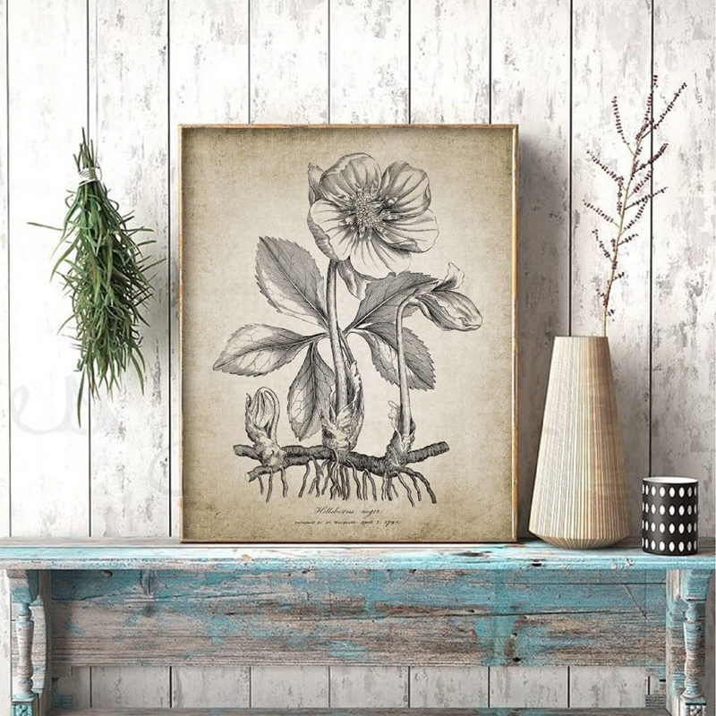 Antique Botanical Posters and  - Live Plant Fertilizer avis et prix