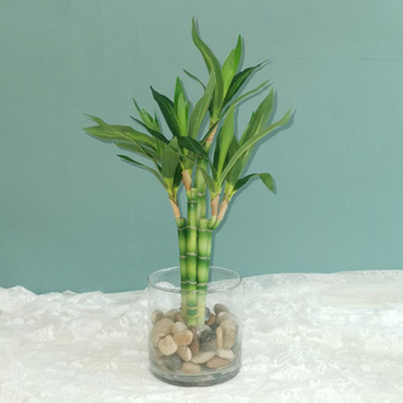 New 40cm rFtificial Lucky Bamb - Aquarium Fish Gallery avis et prix