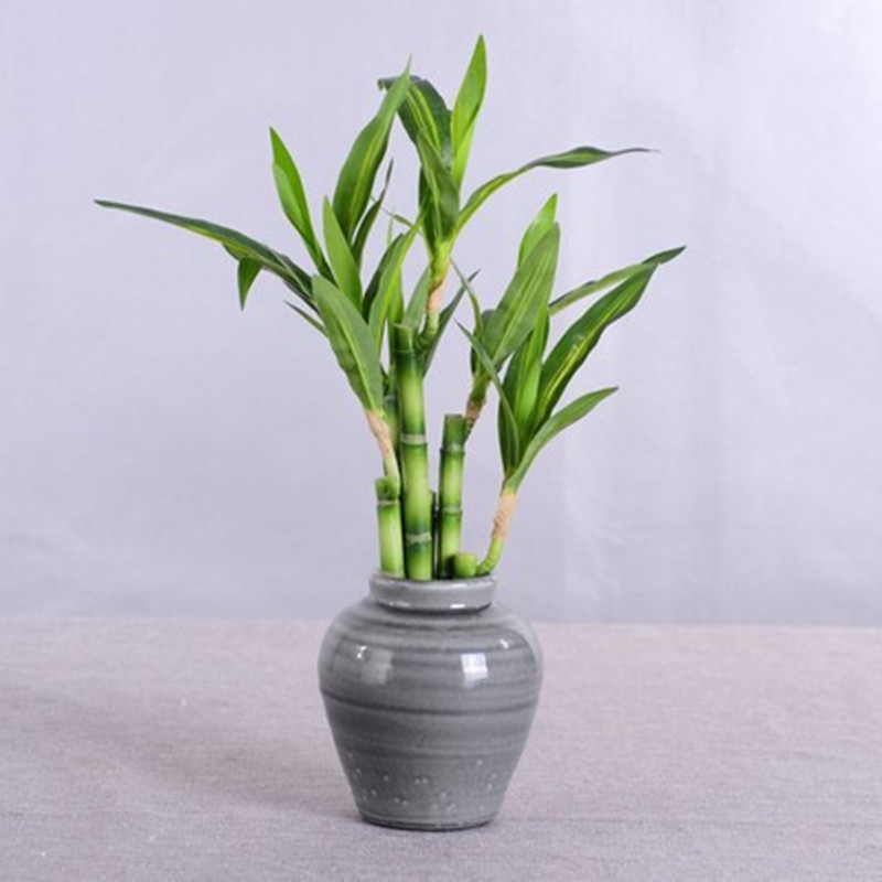 New 40cm rFtificial Lucky Bamb - Aquarium Fish Gallery avis et prix