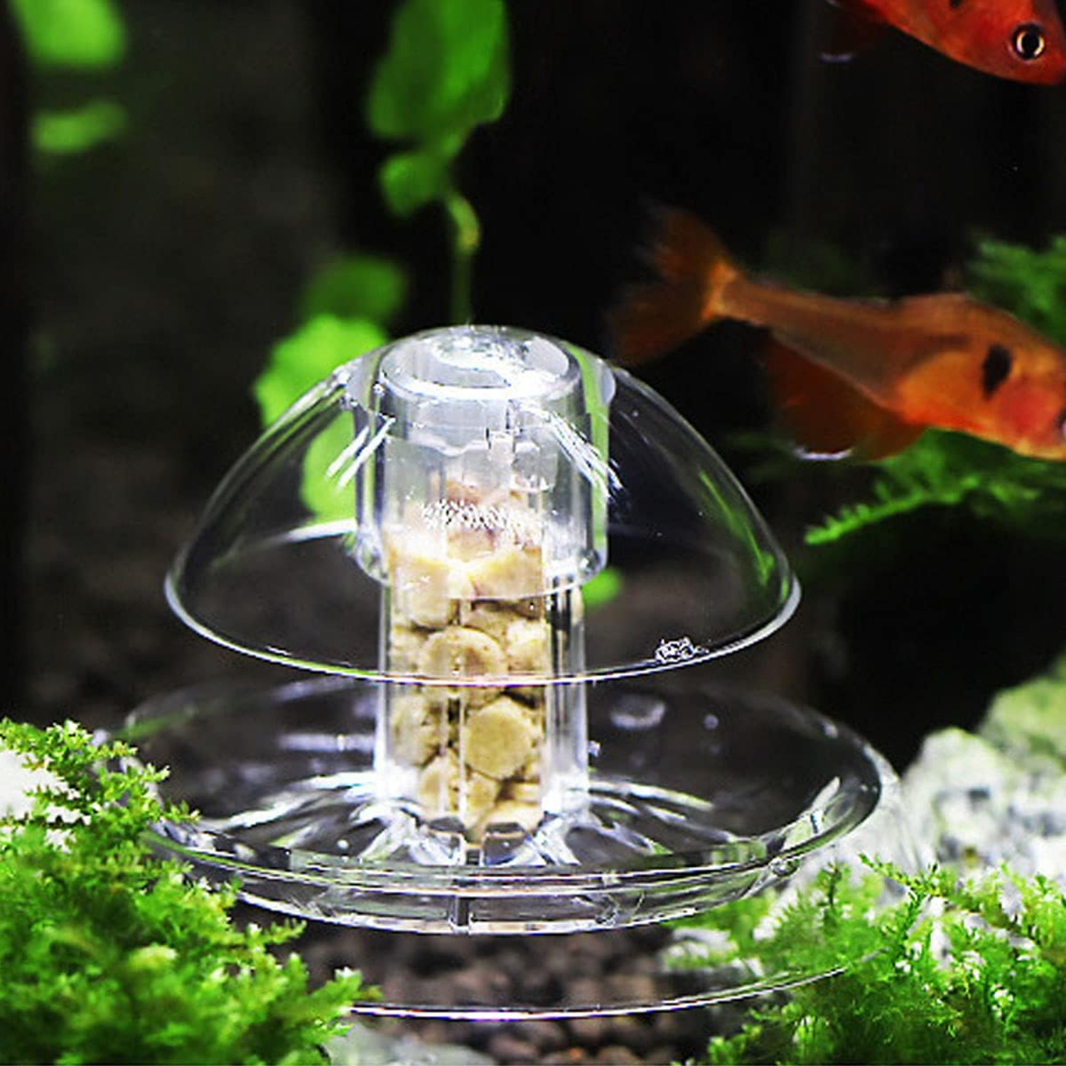Ailindany Snail Trap Plastic T - Aquarium Fish In Online avis et prix