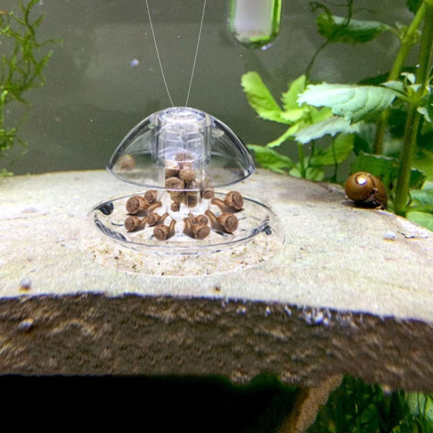 Ailindany Snail Trap Plastic T - Aquarium Fish In Online avis et prix