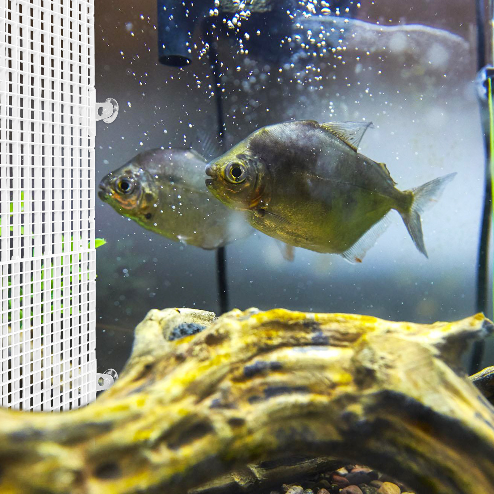 2Pcs Aquarium Divider Tray Pla - Aquarium Fish Rate avis et prix